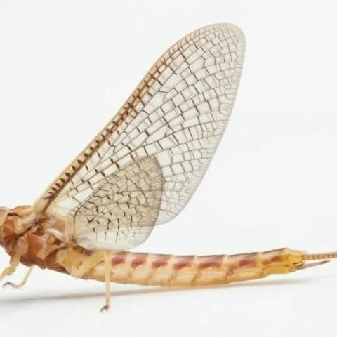 thumbnail for publication: Giant Burrowing Mayfly (suggested common name) Hexagenia limbata (Serville 1829) (Insecta: Ephemeroptera: Ephemeroidea: Ephemeridae)